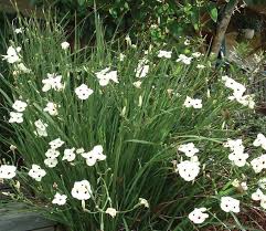 As well as being the scientific name, iris is also widely used as a common name for all iris speci. Wild Iris Sydney Weeds Committees