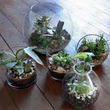 Lower the temperature to 50 to 55 °f until the buds form, then increase light, temperature, and humidity for the rest of the bloom. Terrarium Care How To Care For Terrariums With Succulents Cacti Tropicals Pistils Nursery