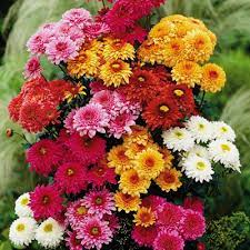 Güneşi çok seven ve hava şartlarından kolay kolay etkilenmeyen lavantalar bahçenizde ya da balkonunuzda mutlaka olması gereken çiçekler arasında yer alıyor. Soguk Kis Ayarinda Renkleri Ile Icimizi Isitan Kis Cicekleri