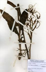 Image result for Habenaria laurentii