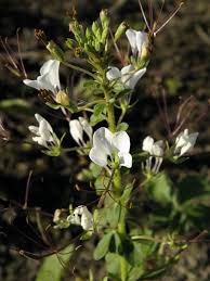 Image result for Cleome gynandra