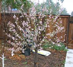 Buy florida prince peach trees at best price plants. Blossom Time Apples And Oranges