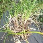 Image result for Abildgaardia ovata