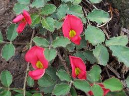 Image result for Zygophyllum cuneifolium