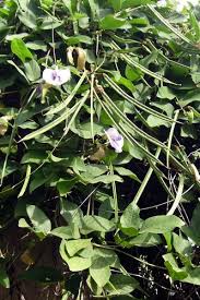 Image result for Centrosema pubescens