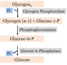 Muscle glycogen vs liver glycogen.how much glycogen can the body store.muscle glycogen is stored differently than liver glycogen. Carbohydrate Metabolism Mcq On Glycogen Synthesis And Breakdown