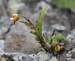 Image result for Polystachya eurygnatha