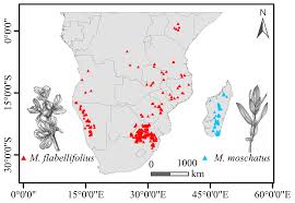 Image result for Myrothamnaceae