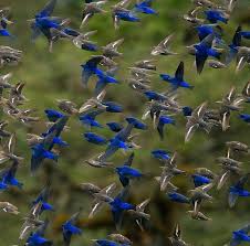 Both names are still used today. Pin By Sheryl Lee Goll On Nature Beautiful Birds Bird Photography Bird Pictures