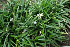 Image result for Ophiopogon