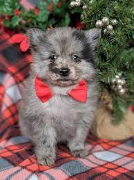 Is based in dayton, ohio and we work with other groups & shelters in ohio, kentucky, and indiana. Pomeranian Puppies For Adoption In Ohio News At En Mdg Sdg3d Undp Org