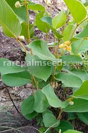 Image result for Uvaria tanzaniae