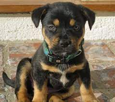 Pitbull rottweiler mix | like any crossbreed, some will take more after one parent than the other. Pin On My Face Book Account