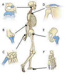The skeleton has 3 main functions: Free Anatomy Quiz The Joints Of The Body Quiz 1