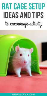 Rat Cage Setup Ideas Tips To Encourage Activity Animallama Rat Cage Baby Rats Rat Cage Diy