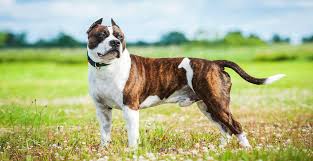 Staffordshire bull terriers are short, muscular and strong, with a body those two breeds combined to create fierce, strong, and tenacious contenders in dog fighting, a. American Staffordshire Terrier Breed Info Breed Advisor