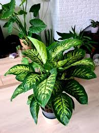 Image result for beautiful dieffenbachia