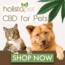 Learn some valuable tips for curing your cat. Cbd Oil For Dogs Cats With Hot Spots Buydogfleameds January 2021