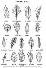 dessin plante feuille botanique coloriage mandala printanier