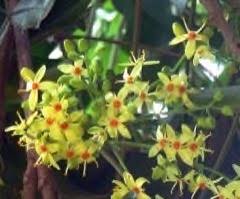 Image result for Ptaeroxylon obliquum