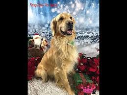 Maybe you would like to learn more about one of these? Winchester Ky Golden Retriever Meet Harley A Pet For Adoption