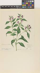 Image result for Justicia stachytarphetoides
