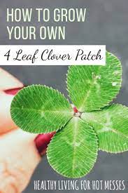 How To Make Your Own Lucky Four Leaf Clover Patch Clover Leaf Clover Plant Grow Clover