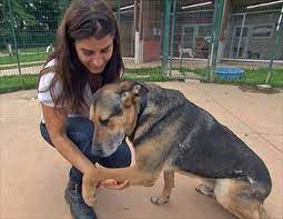 Cette émission propose de suivre l'histoire touchante d'animaux, de leur arrivée au refuge de la spa jusqu'à leur adoption et leur départ pour une nouvelle vie auprès d'une famille aimante. Animaux A Adopter Nouvelle Famille Pour Une Nouvelle Vie S02e04 Documentaire Programme Tv Replay