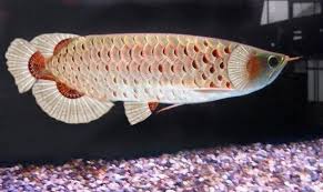 Pin On Nature Underwater