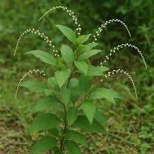 Image result for Petiveria alliacea