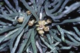 Image result for Taeniophyllum