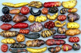Peru Sol Y Luna Peruvian Potatoes Types Of Potatoes Potato Varieties