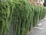 Retaining Wall Cascading Plants