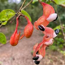 Image result for Pithecellobium dulce