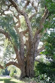 Image result for Quercus suber