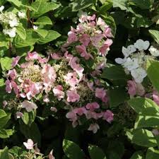 Librivox is a hope, an experiment, and a question: Hydrangea Paniculata Mega Mindy Buy Plants At Coolplants