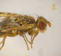 Image result for Cyathula cylindrica