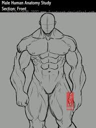 Editor · aug 6, 2017 ·. Muscular Male Body Drawing Reference