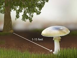 4 ways to identify a death cap mushroom wikihow