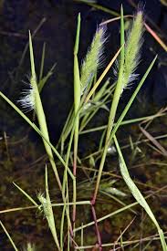 Image result for Tetrapogon tenellus