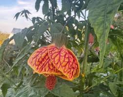 Image result for Abutilon grantii