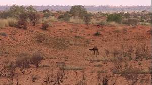 They catch them and put small pieces of metal on theirlegs. Astonishing Story Of Australian Camels And Why Thousands Of Them Are Shot Dead Routinely World News
