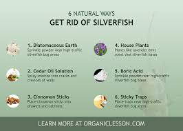 Here are 10 home remedies you can use to treat insect stings. How To Get Rid Of Silverfish With Natural Home Remedies Get Rid Of Silverfish Pest Control Stink Bugs