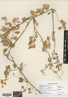 Image result for Cardamine obliqua