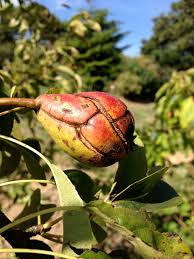 Cut off the affected branches several inches (8 cm.) below the disease and apply a fungicide. Pear Scab And Rust Welovegrowingstuff