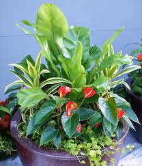 Pin On Plants For The House