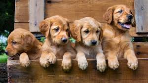 High to low nearest first. Breed Guide Golden Retriever Healthy Paws Pet Insurance