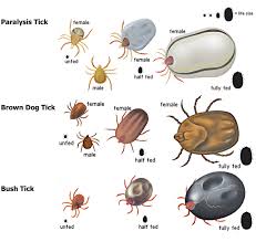 Image result for Tick Paralysis