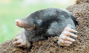 (4 вариант) the game is often compared to a novel. What Is The Mole Used For Quizizz