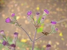 Image result for Senecio purpureus